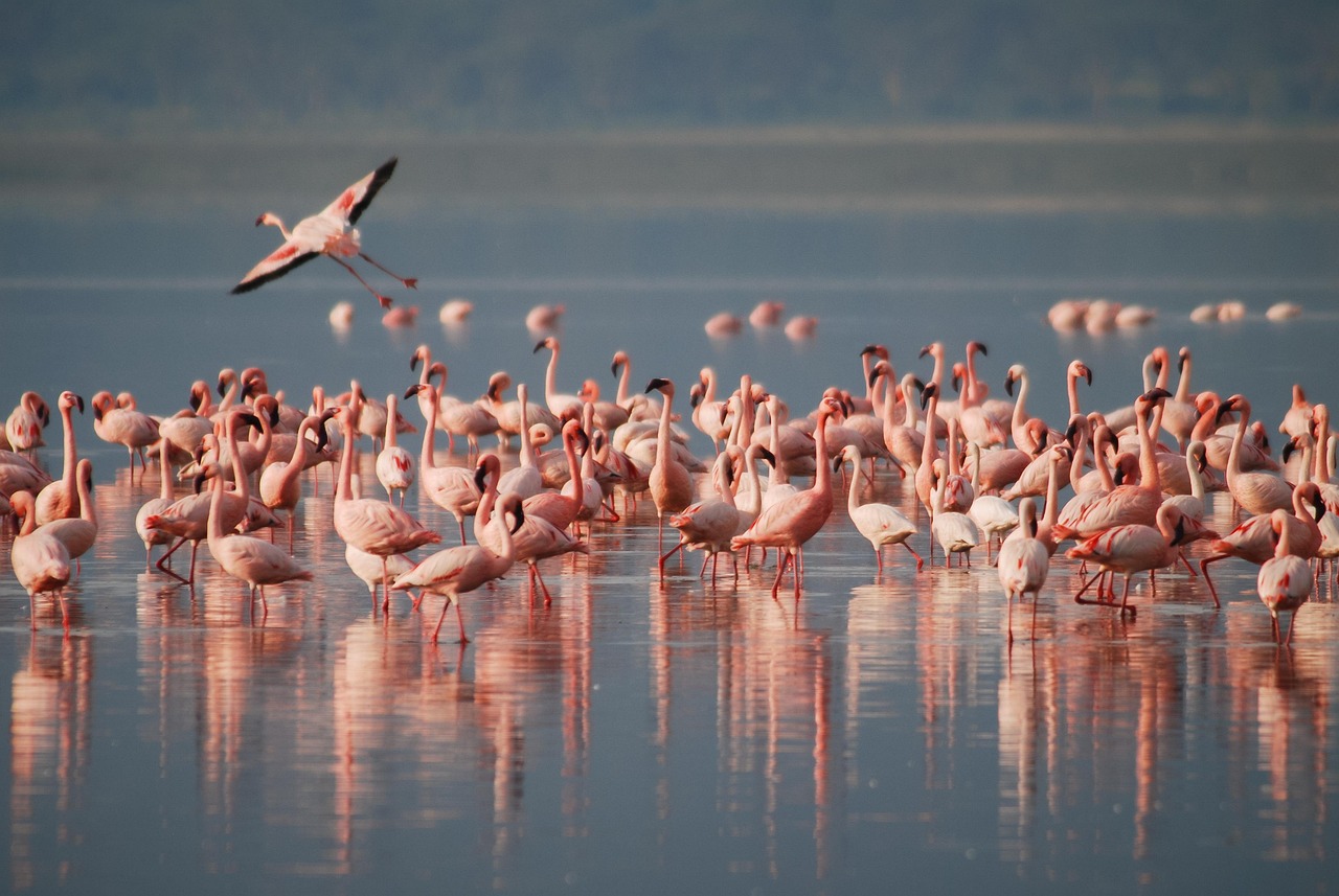 Safari Tanzania 6