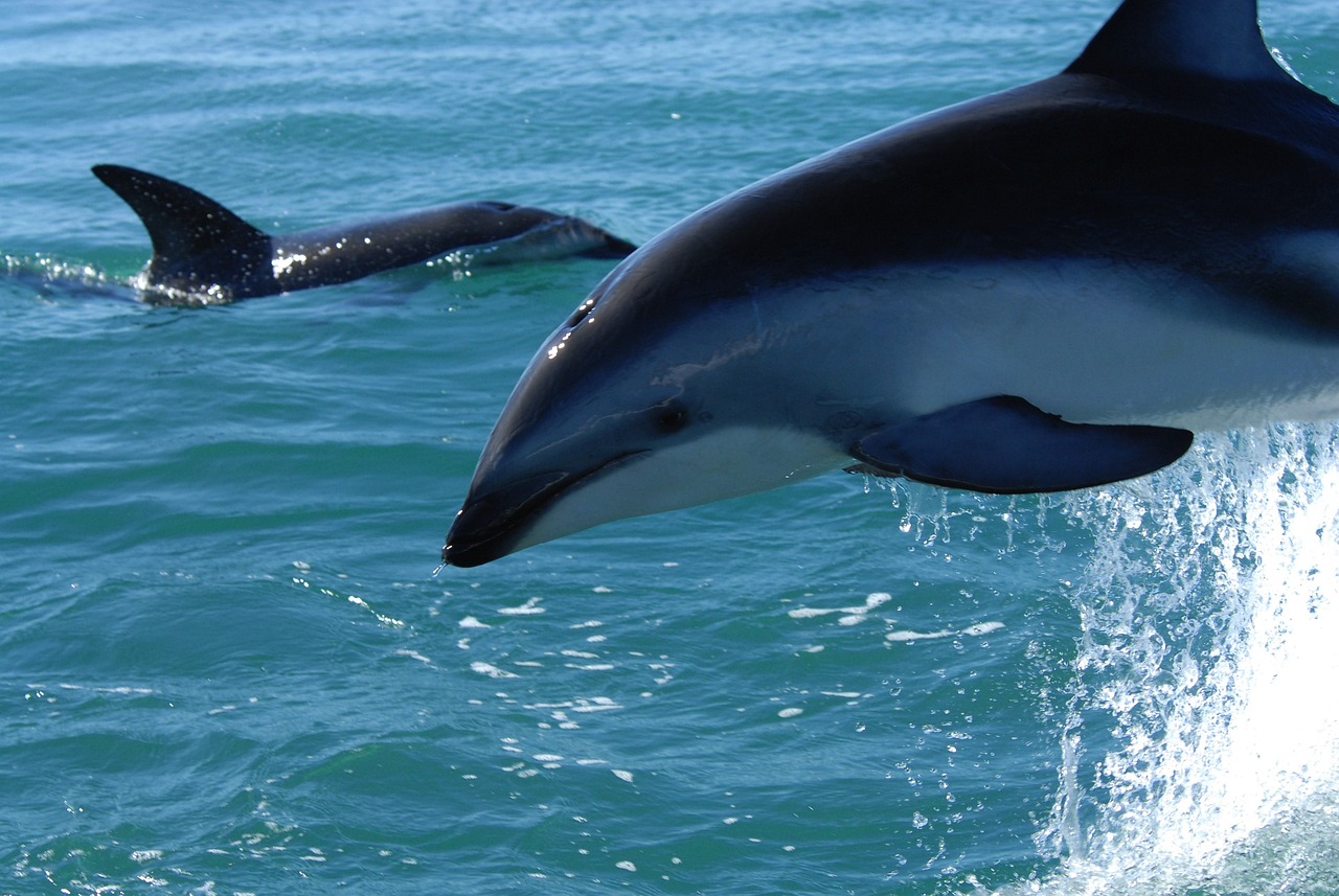 Dolphin Tour 3