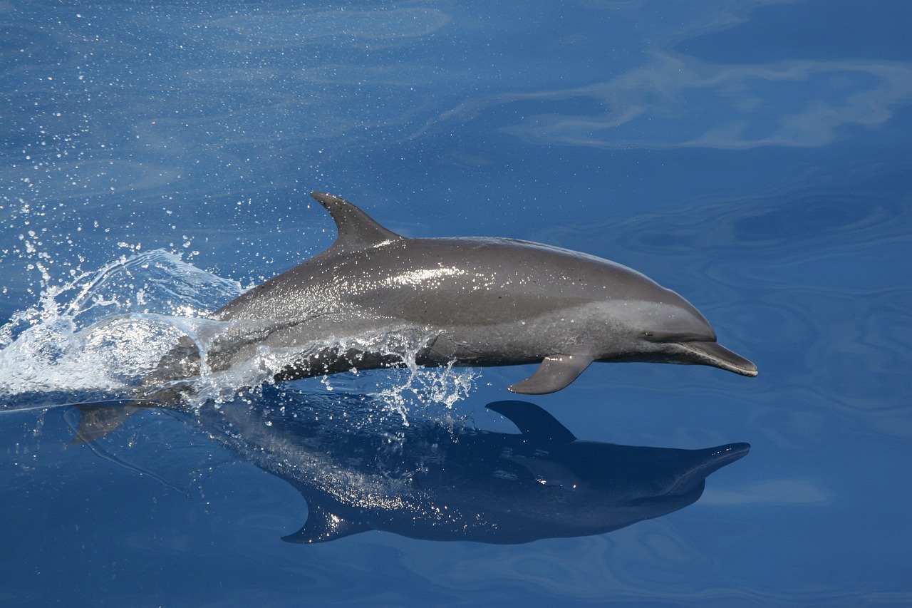 Dolphin Tour 4