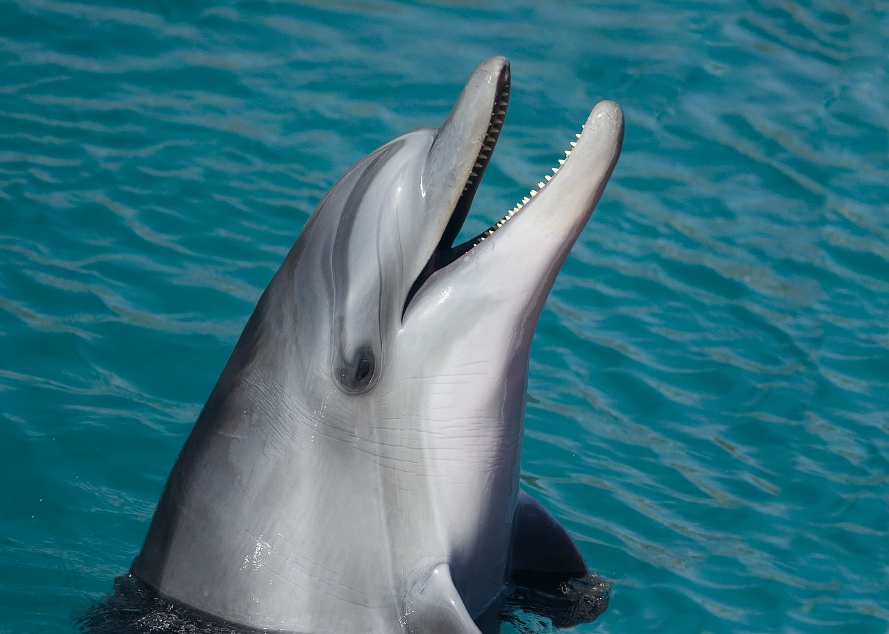 Dolphin Tour 6