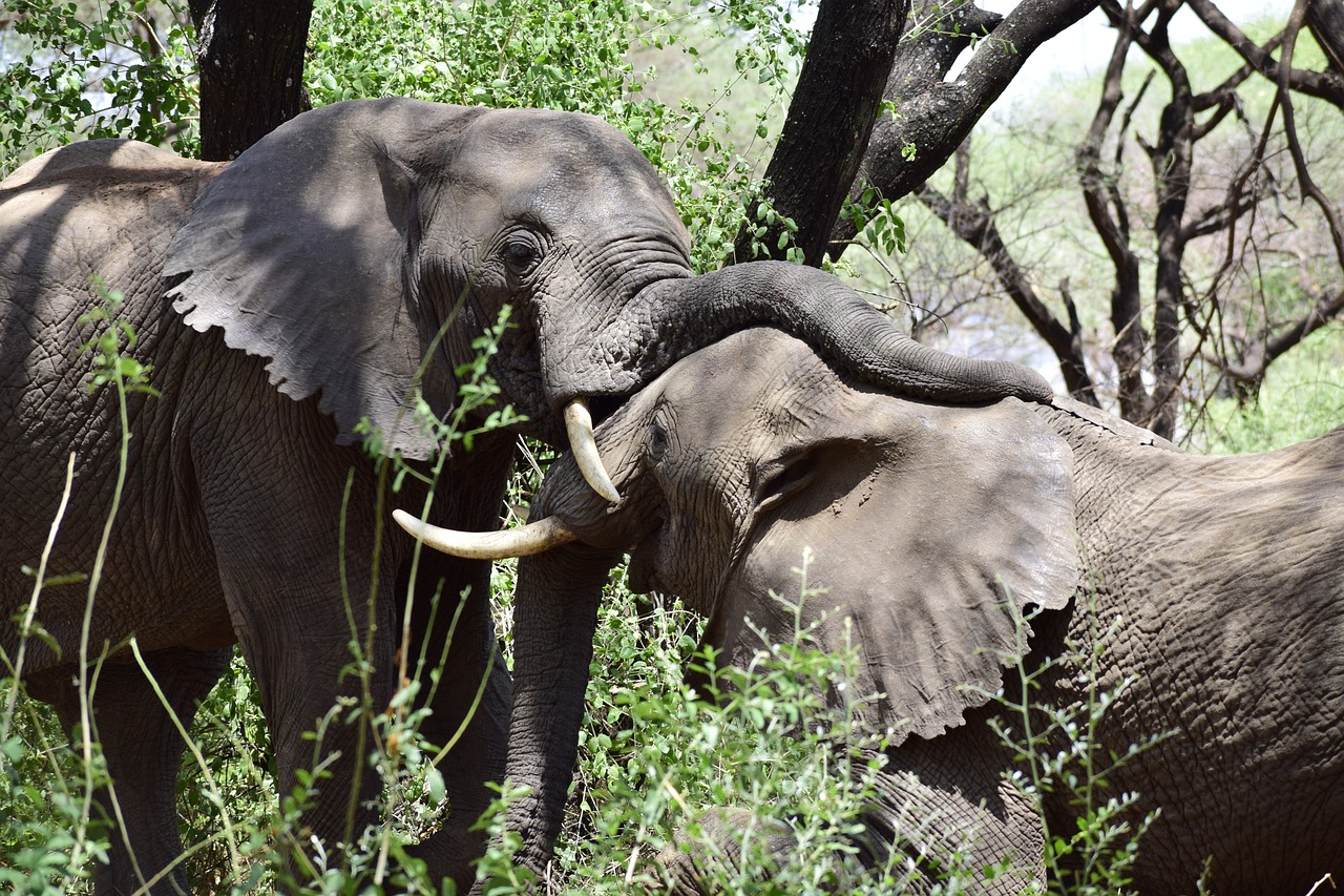 Safari Tanzania 1