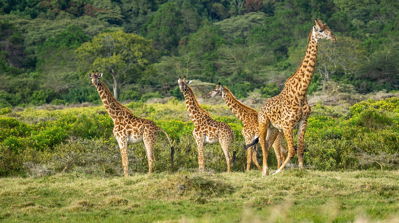 Safari Tanzania 3