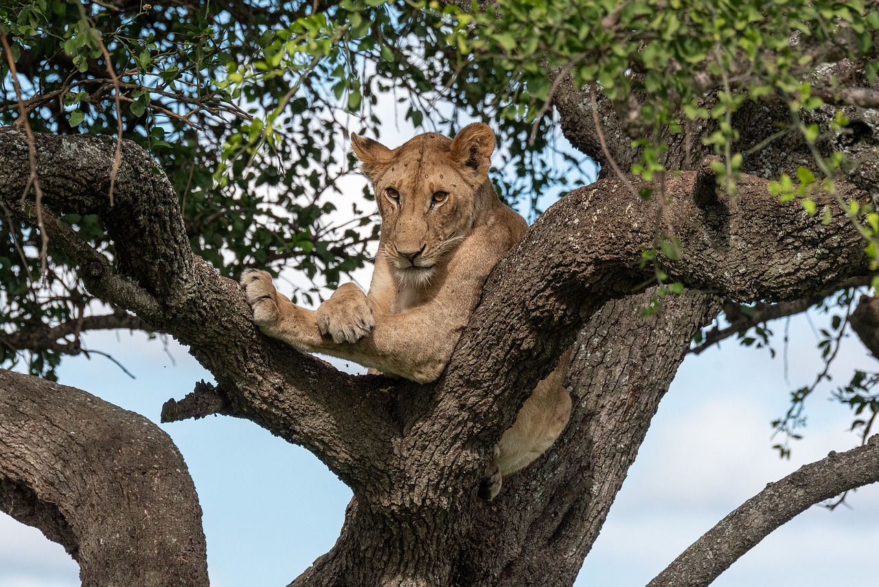 Safari Tanzania 2