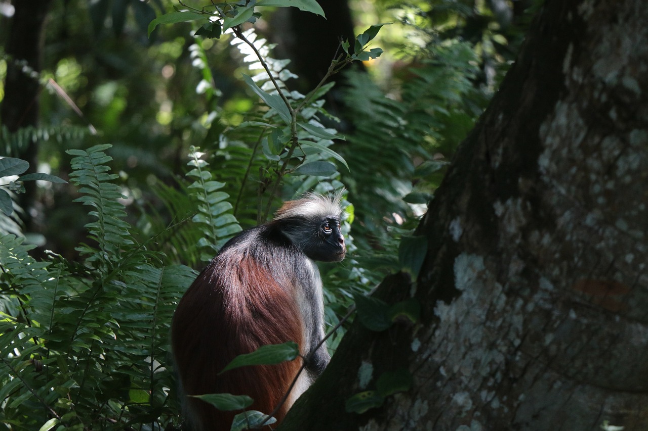 Jozani Forest 4