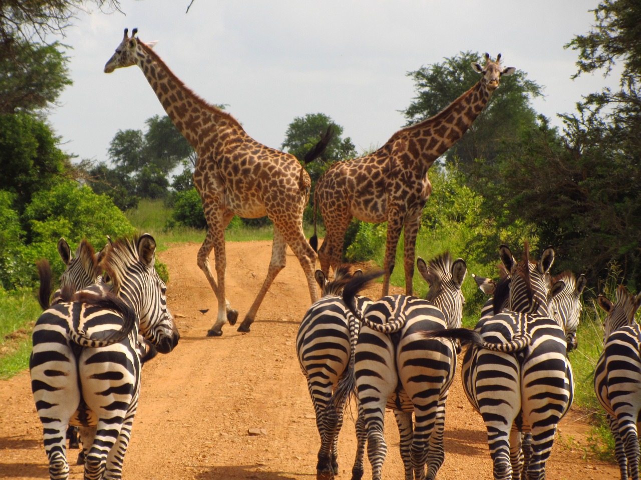 Safari Tanzania 5
